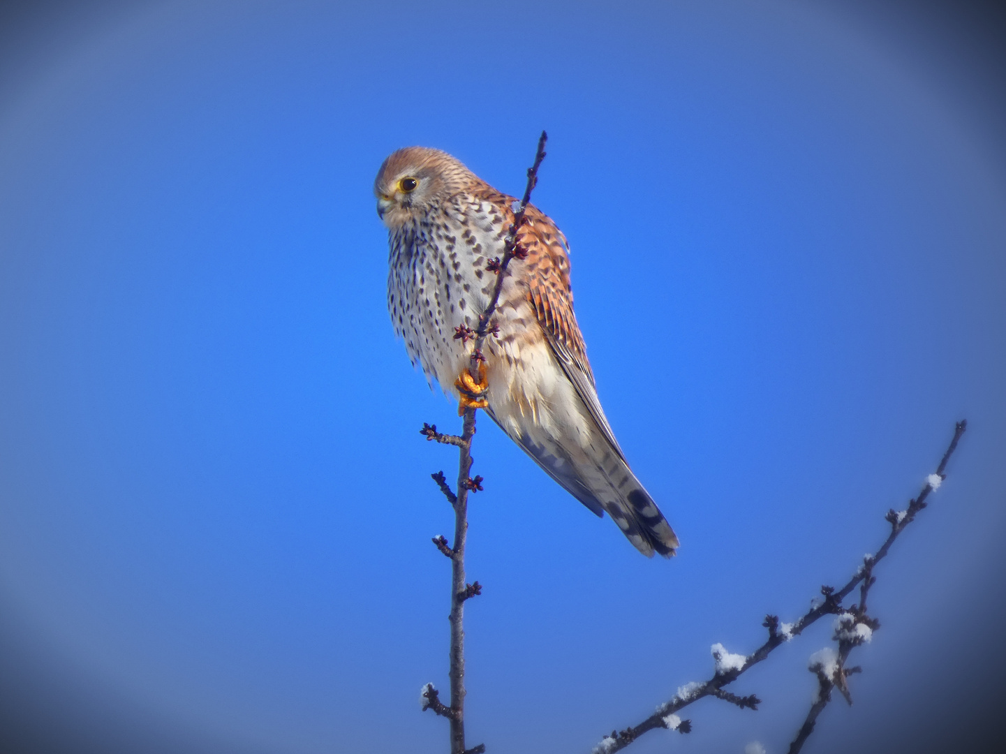 Common Kestrel