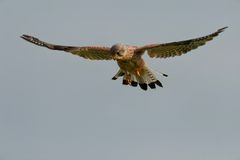 Common Kestrel