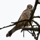 Common Kestrel