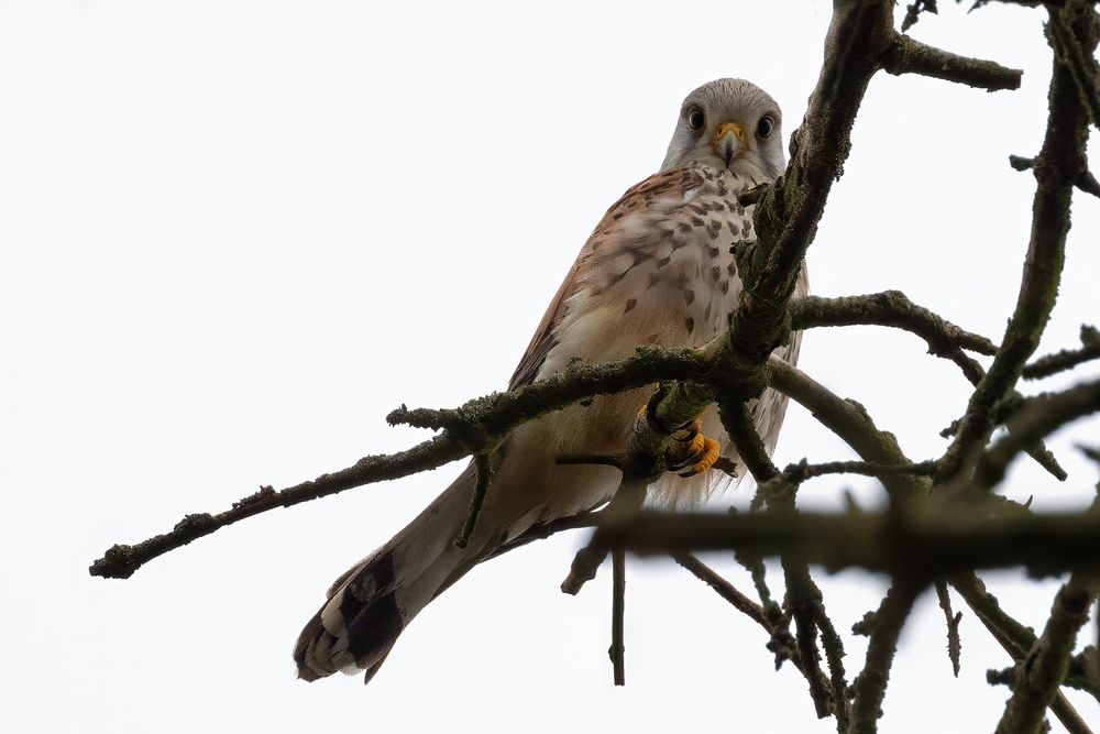 Common Kestrel