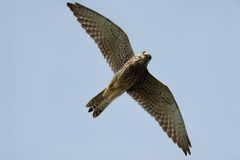 Common Kestrel 