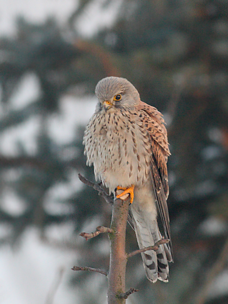 Common Kestrel in my garden