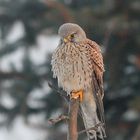 Common Kestrel in my garden