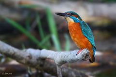 Common Kingfisher