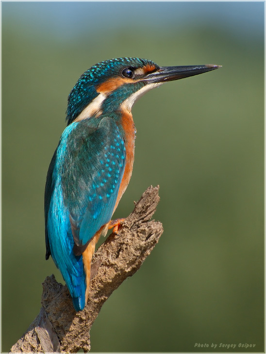 Common Kingfisher