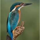 Common Kingfisher