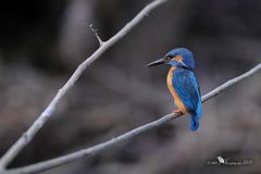 Common Kingfisher