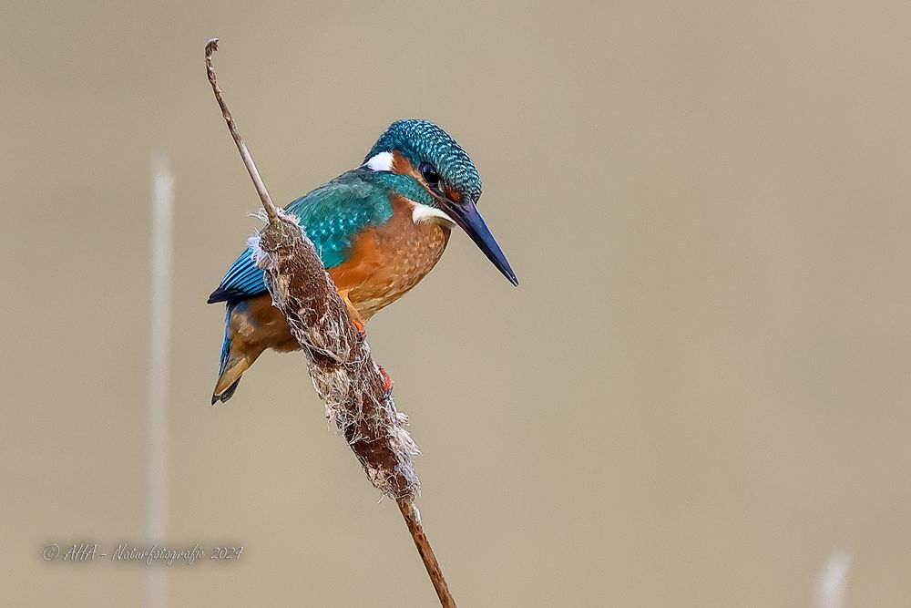 Common Kingfisher