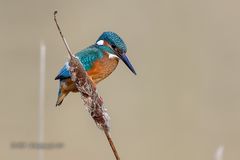 Common Kingfisher