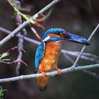 common kingfisher (Alcedo atthis)