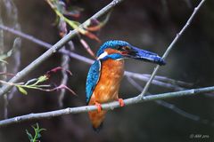 common kingfisher (Alcedo atthis)