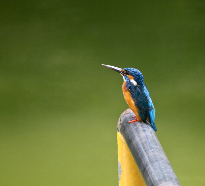 Common Kingfisher