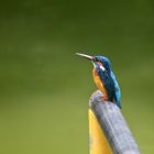 Common Kingfisher