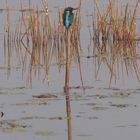 Common Kingfisher; Spieglein, Spieglein...