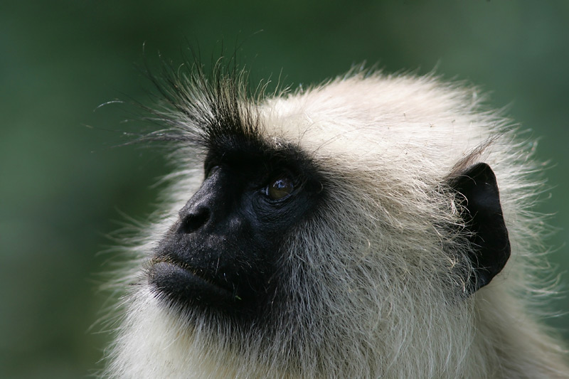 Common Langur