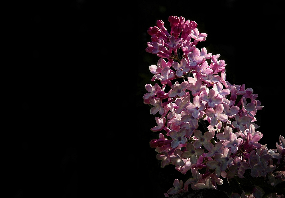 Common Lilac