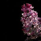 Common Lilac