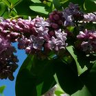 Common Lilac