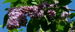 Common Lilac