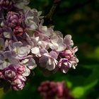 Common Lilac