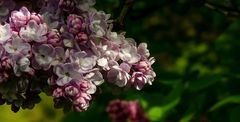 Common Lilac