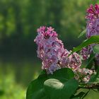 Common Lilac