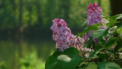 Common Lilac