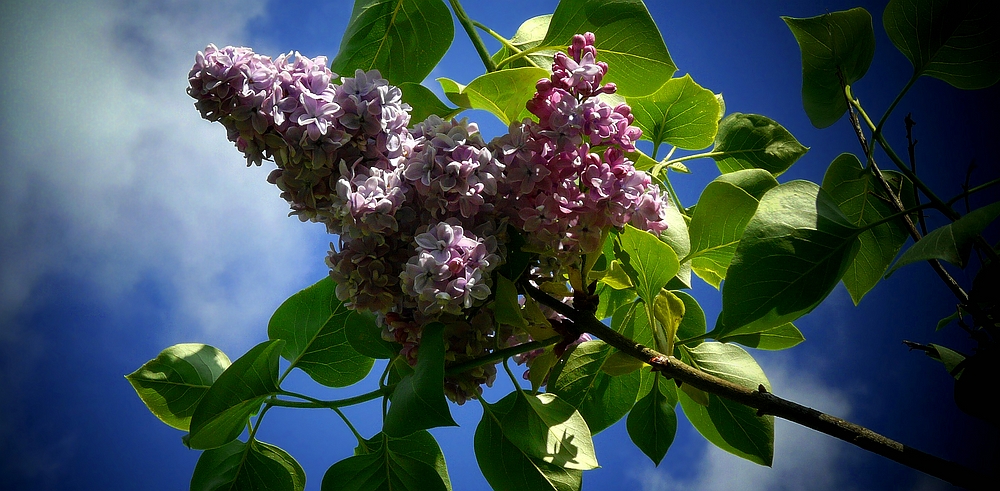 Common Lilac