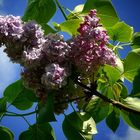 Common Lilac