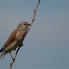 Common linnet