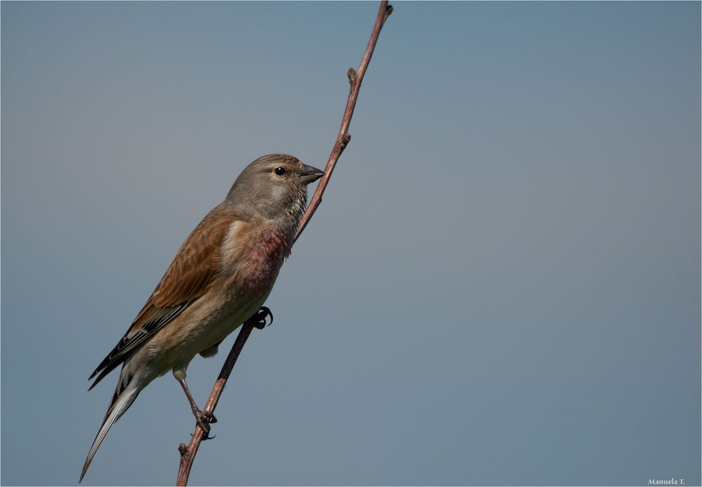 Common linnet