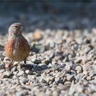 Common linnet