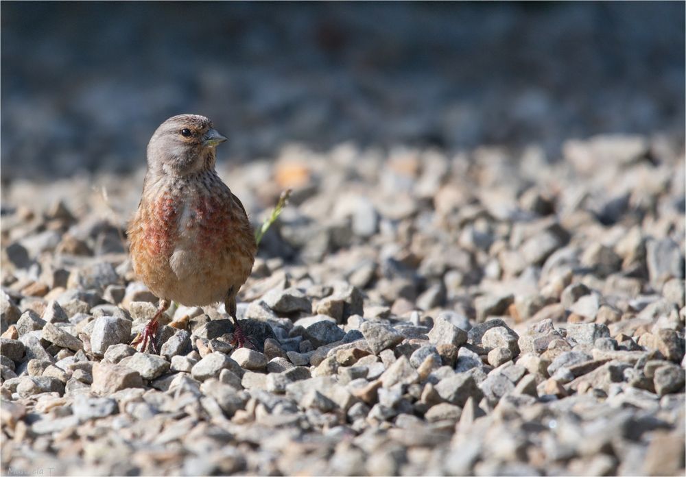 Common linnet