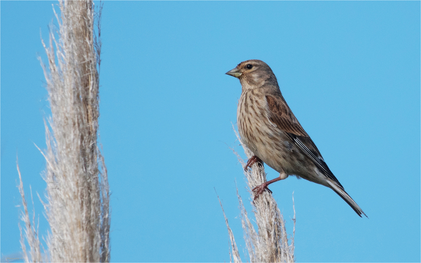 Common linnet