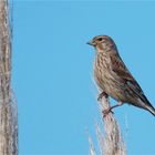 Common linnet