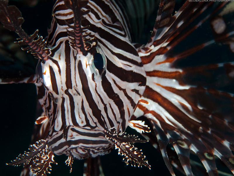 Common Lionfish (Pterois volitans)