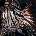 Common Lionfish (Pterois volitans)