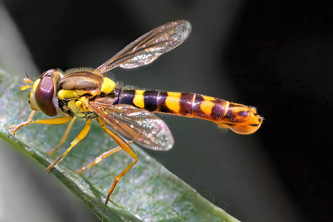 Common long-bellied hoverfly