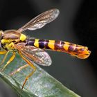 Common long-bellied hoverfly