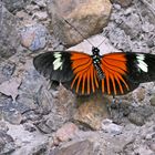 COMMON LONGWING, HELICONIUS ERATO oder Neruda aoede ?