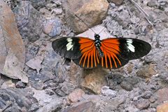 COMMON LONGWING, HELICONIUS ERATO oder Neruda aoede ?