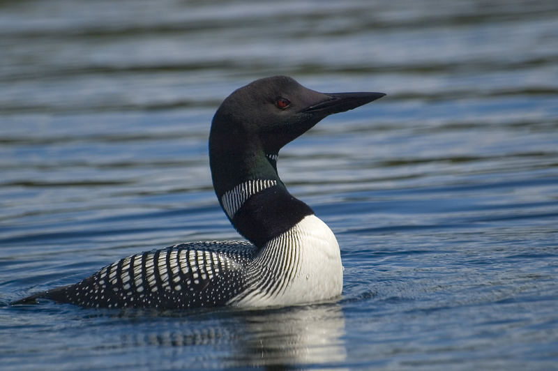 Common Loon