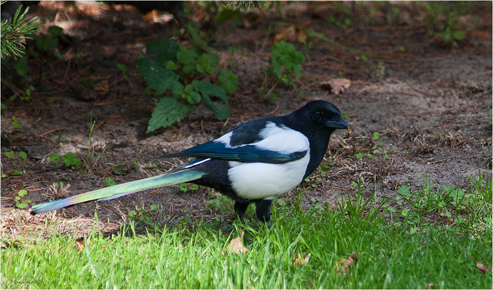 Common magpie with a little snack