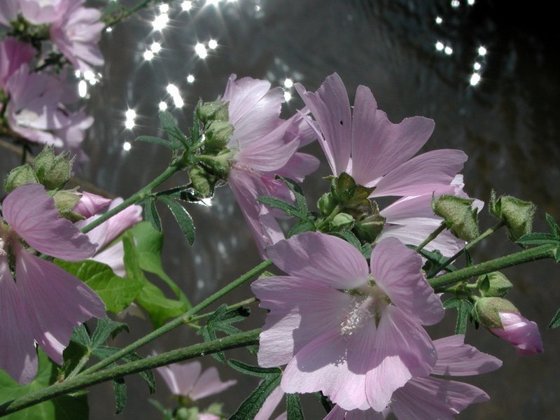 Common Mallow (Malva sylvestris)