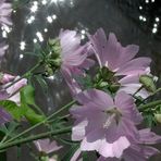 Common Mallow (Malva sylvestris)