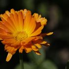 Common marigold (Calendula)