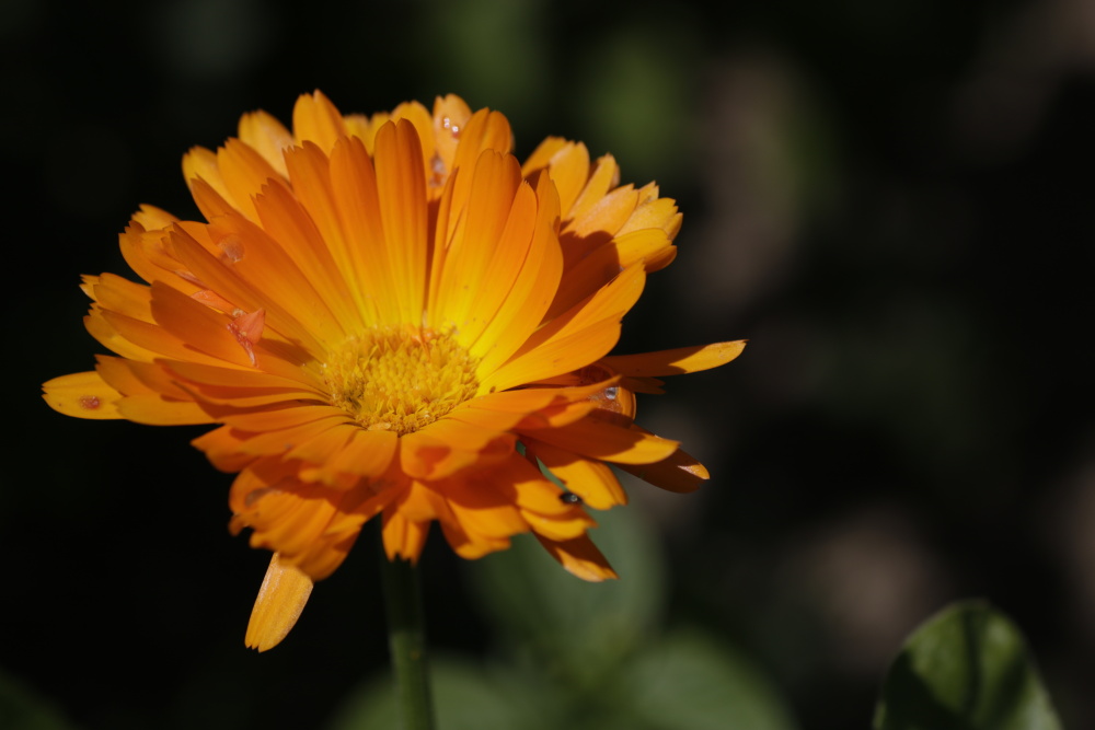 Common marigold (Calendula)