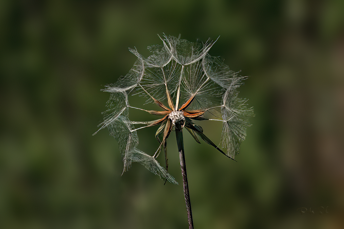 Common meadow humpbeard