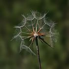 Common meadow humpbeard