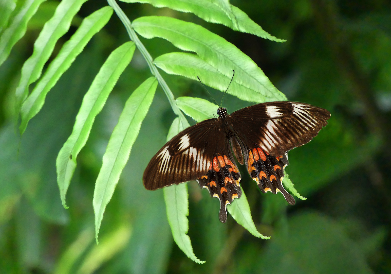 Common Mormon